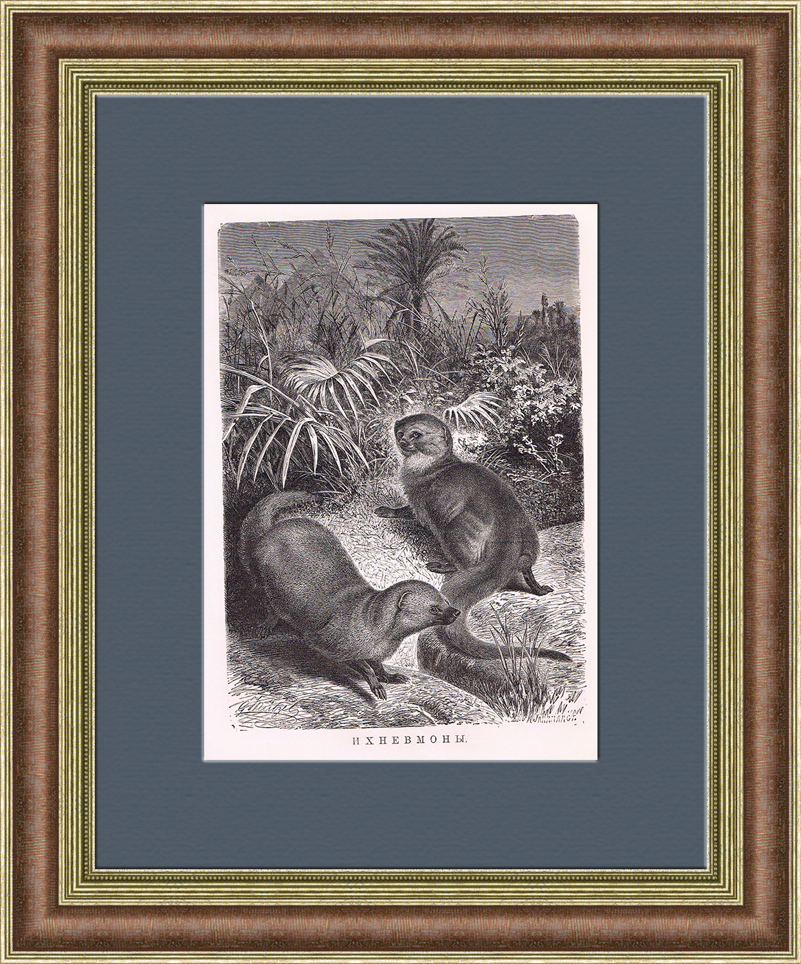 Египетские мангусты. Старинная литография в раме Египетские мангусты. Старинная литография в раме