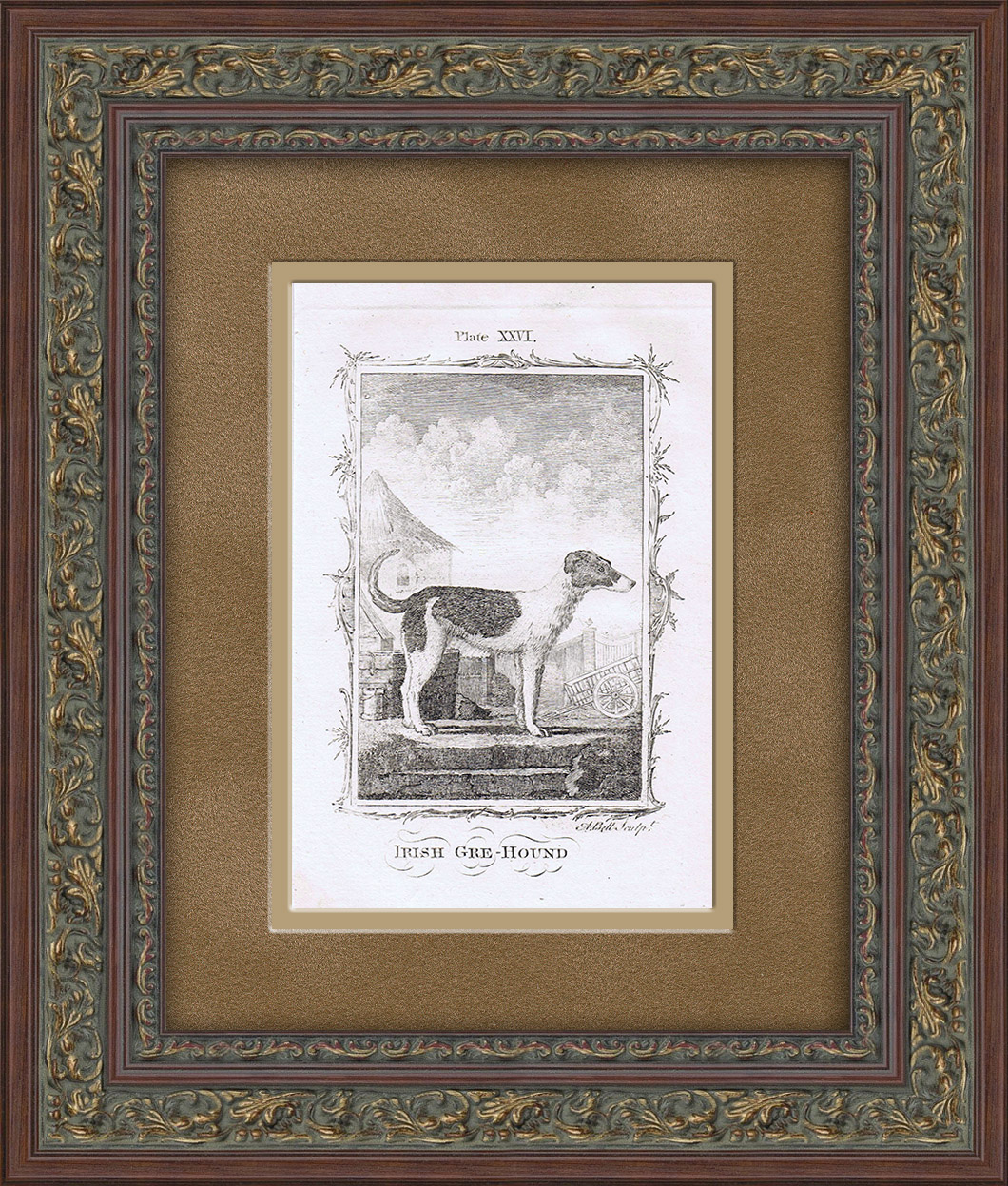 Ирландский волкодав. Старинная гравюра в раме Ирландский волкодав. Старинная гравюра в раме
