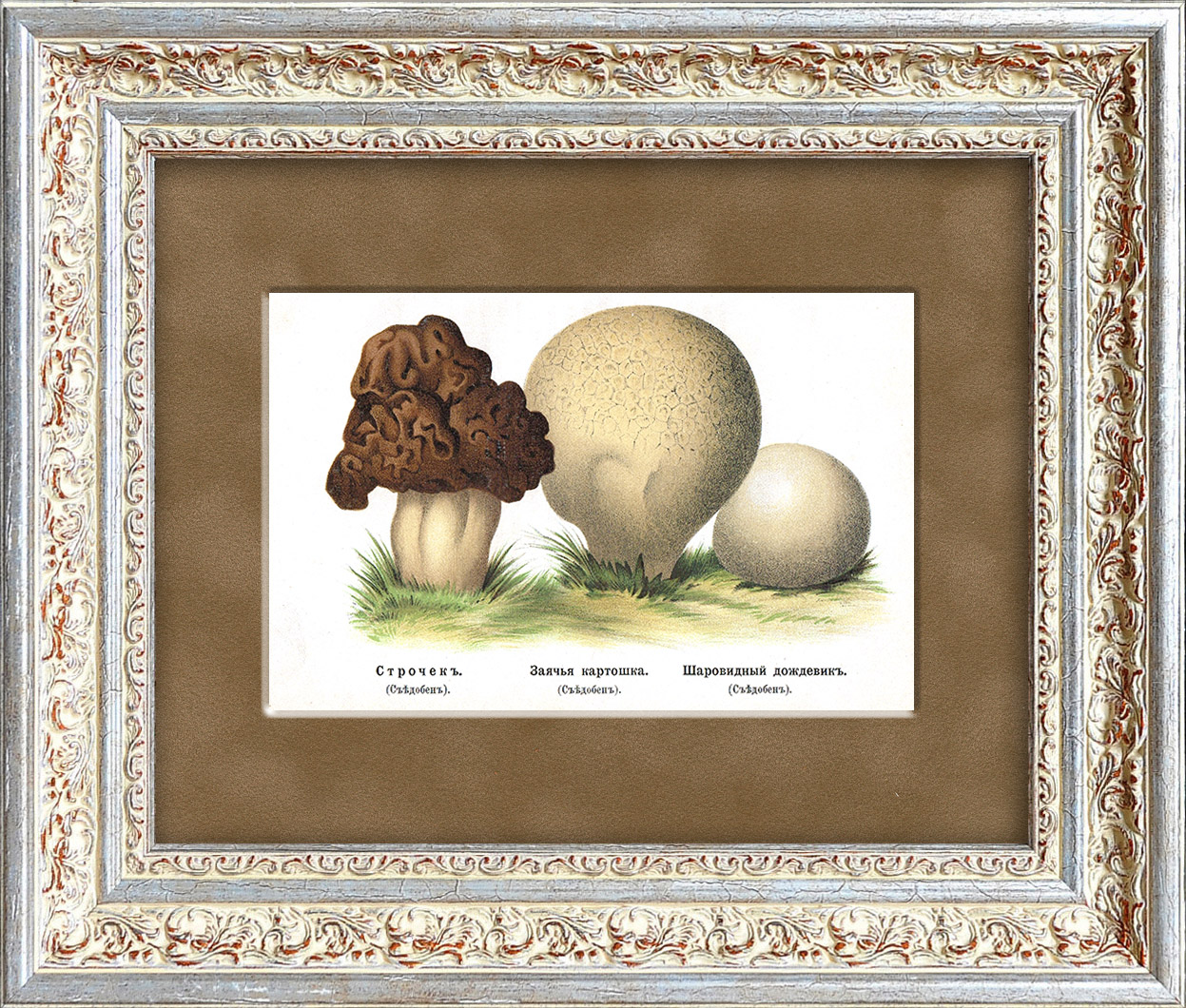 Строчок и дождевики. Редкая хромолитография, 19 век Строчок и дождевики. Редкая хромолитография, 19 век