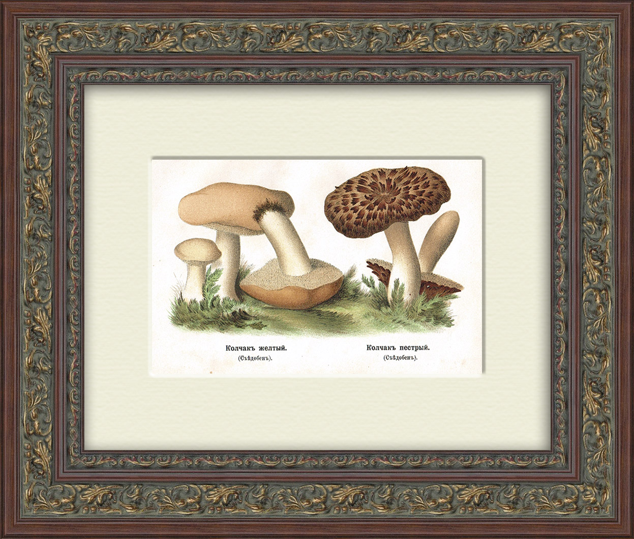 Колчак желтый и колчак пестрый. Хромолитография в раме Колчак желтый и колчак пестрый. Хромолитография в раме