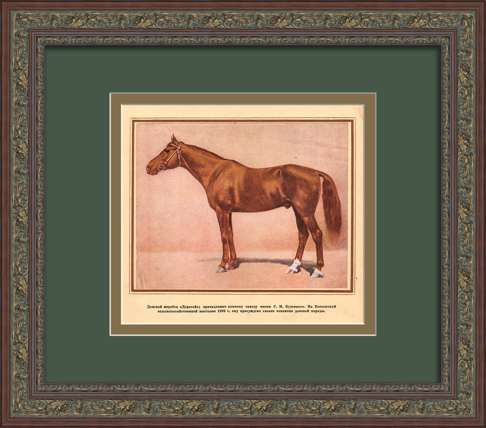 Донской жеребец - чемпион Всесоюзной сельскохозяйственной выставки 1939 года. Старинная тиражная графика Донской жеребец - чемпион Всесоюзной сельскохозяйственной выставки 1939 года. Старинная тиражная графика