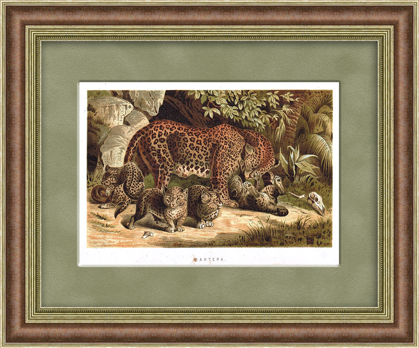 Пантера. Антикварная хромолитография конца 19 века Пантера. Антикварная хромолитография конца 19 века