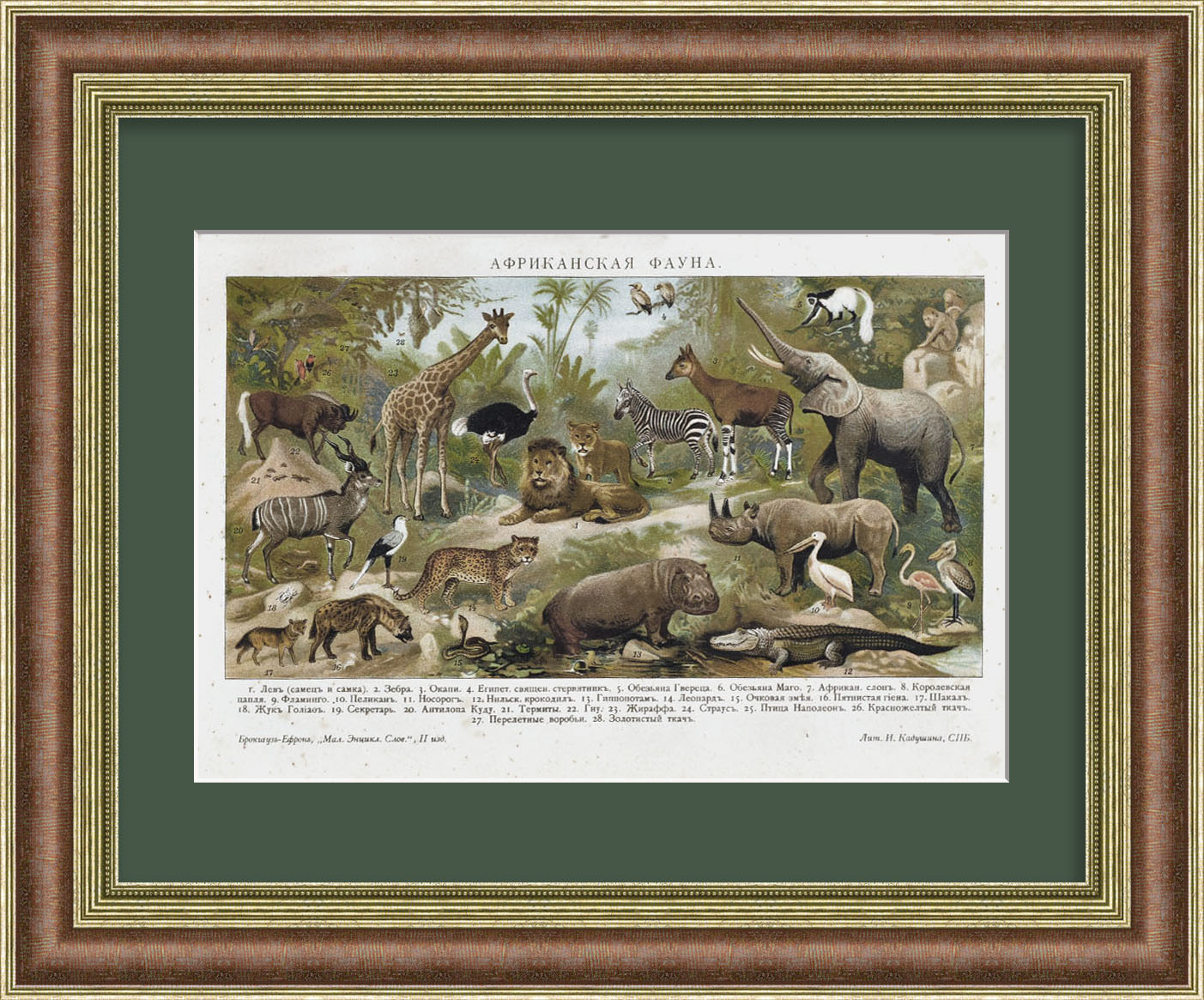 Фауна Африки. Старинная хромолитография Фауна Африки. Старинная хромолитография