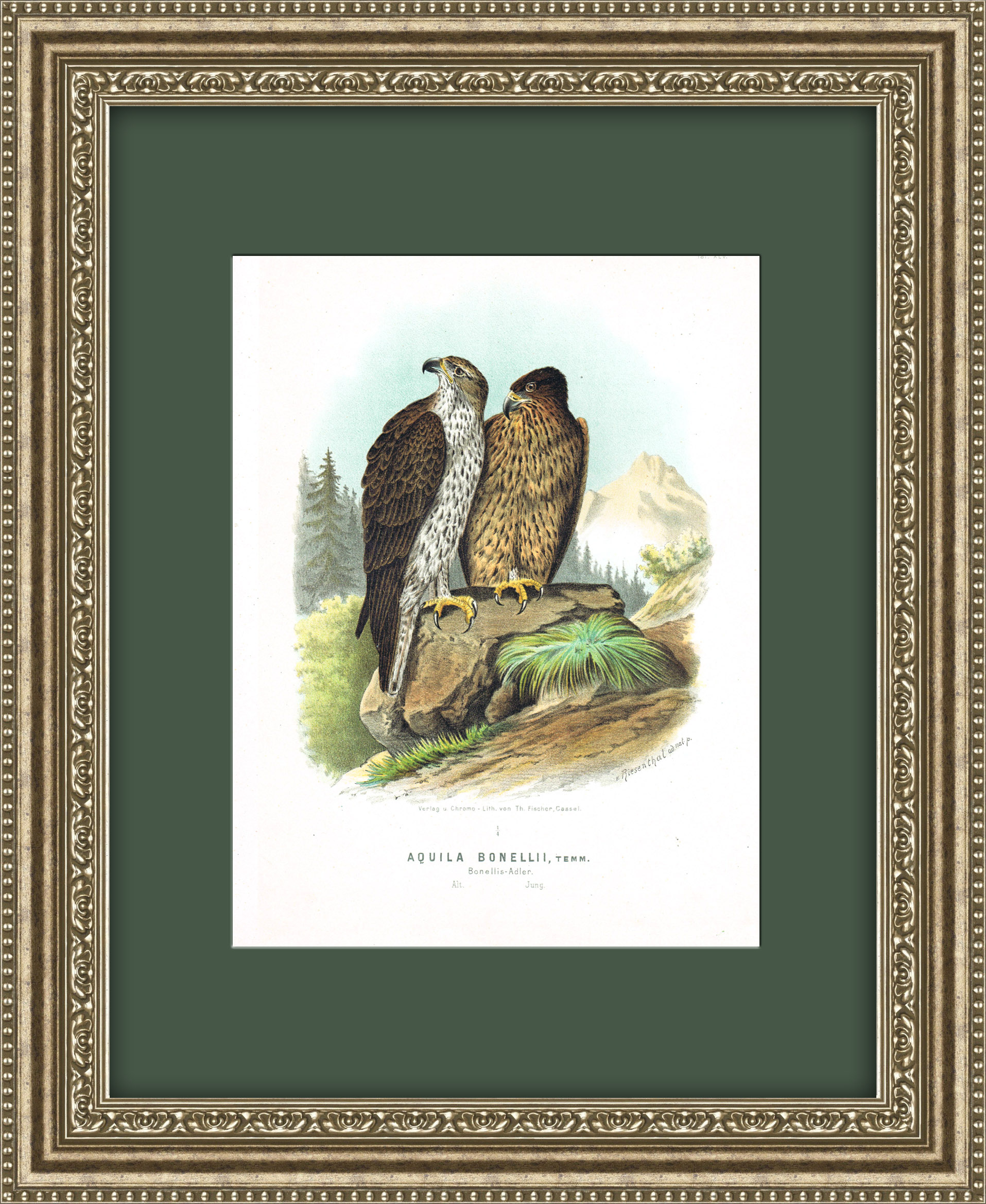 Ястребиный орел, антикварная хромолитография в раме 50х40 см Ястребиный орел, антикварная хромолитография в раме 50х40 см