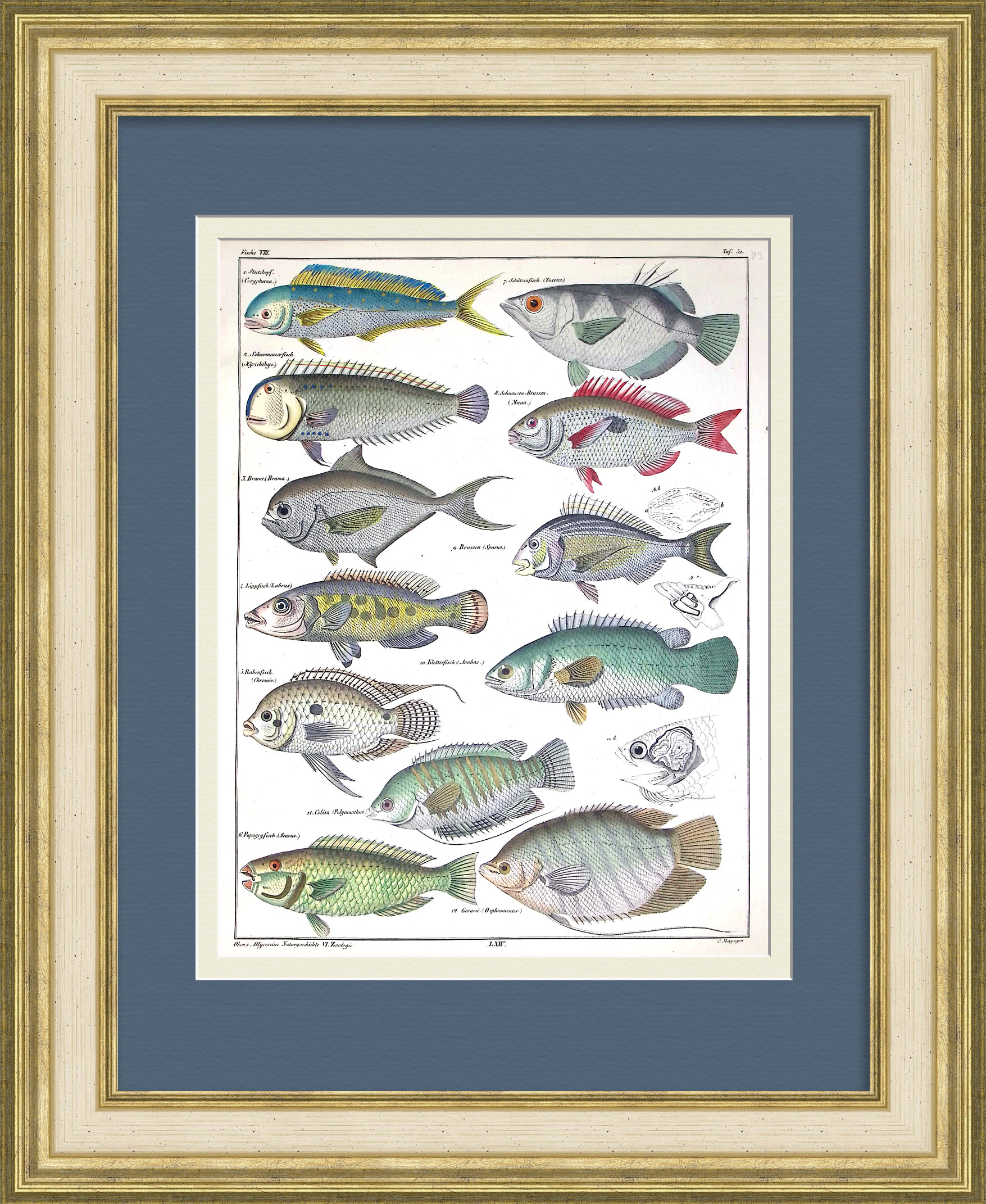 Морские рыбы: гурами, рыба-попугай, губан, морской лещ. Уникальная гравюра 19 века Морские рыбы: гурами, рыба-попугай, губан, морской лещ. Уникальная гравюра 19 века