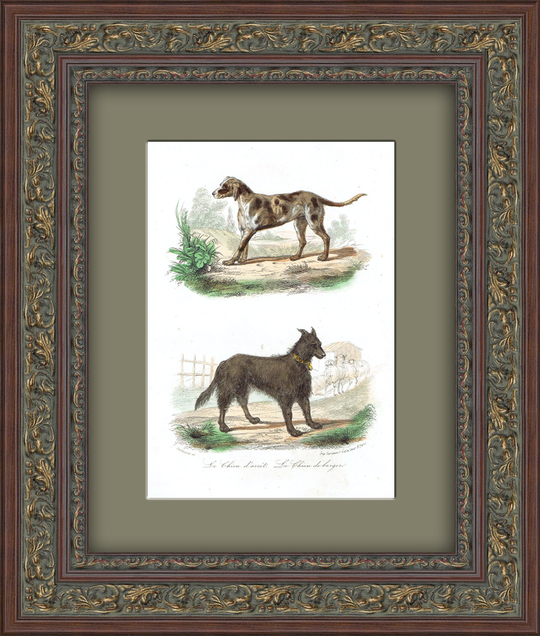 Легавая собака. Антикварная гравюра с ручной раскраской. Середина 19 в. Легавая собака. Антикварная гравюра с ручной раскраской. Середина 19 в.