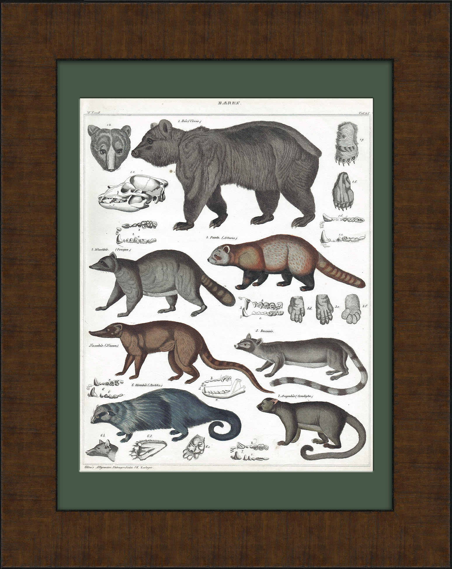 Медведь, кинкажу, красная панда, енот и др. Гравюра в раме Медведь, кинкажу, красная панда, енот и др. Гравюра в раме