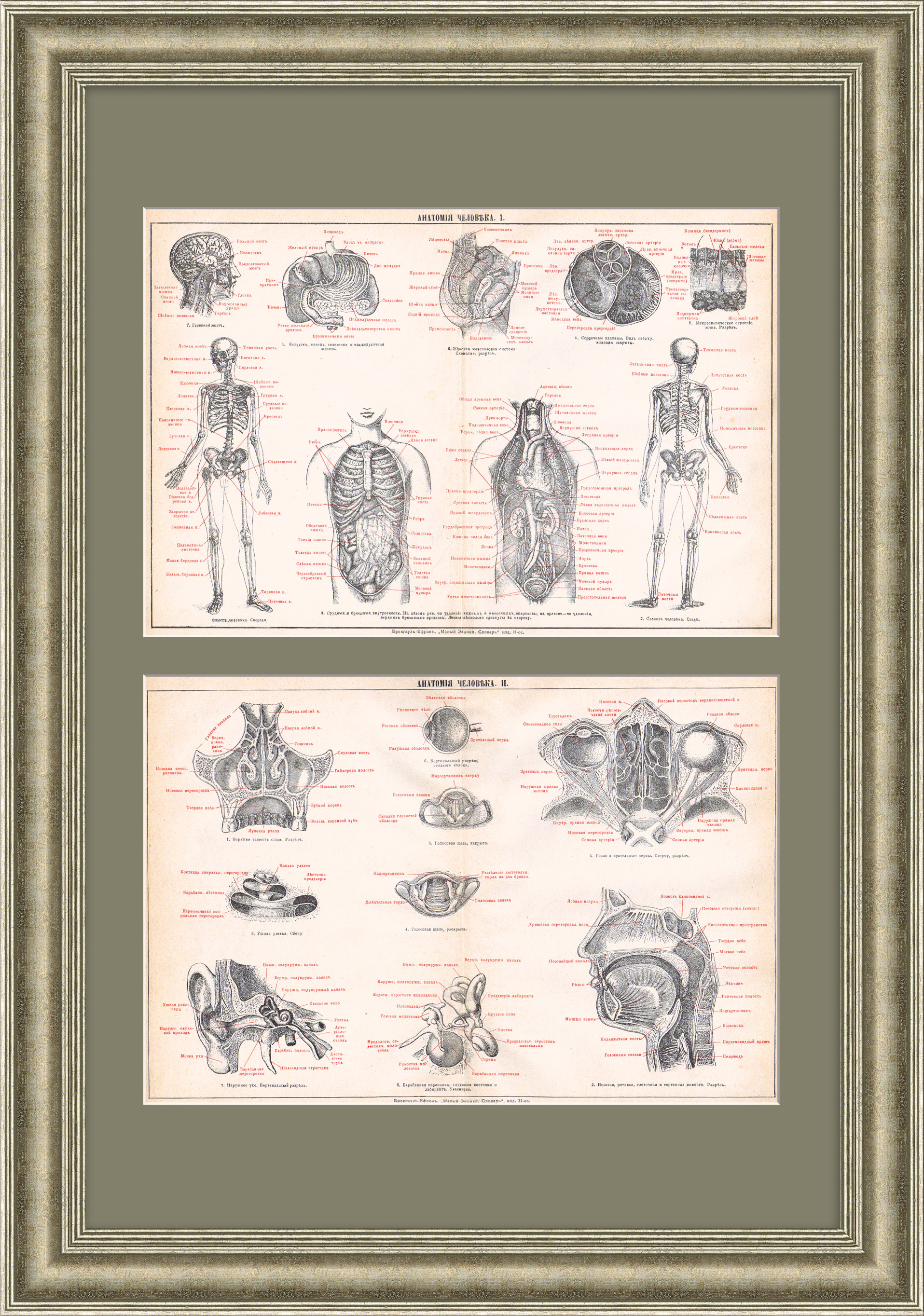 Анатомия человека. Старинная гравюра Анатомия человека. Старинная гравюра