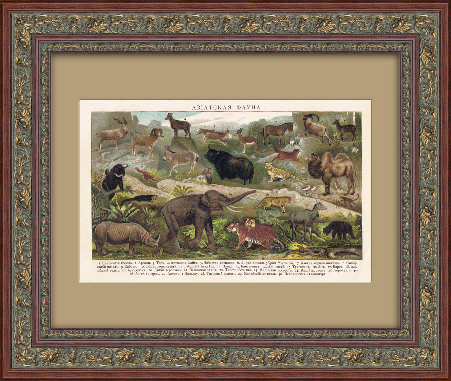 Животные Азии. Старинная хромолитография Животные Азии. Старинная хромолитография