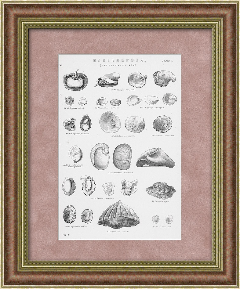 Раковины, литография со старинной классификацией. Конец 19 века Раковины, литография со старинной классификацией. Конец 19 века
