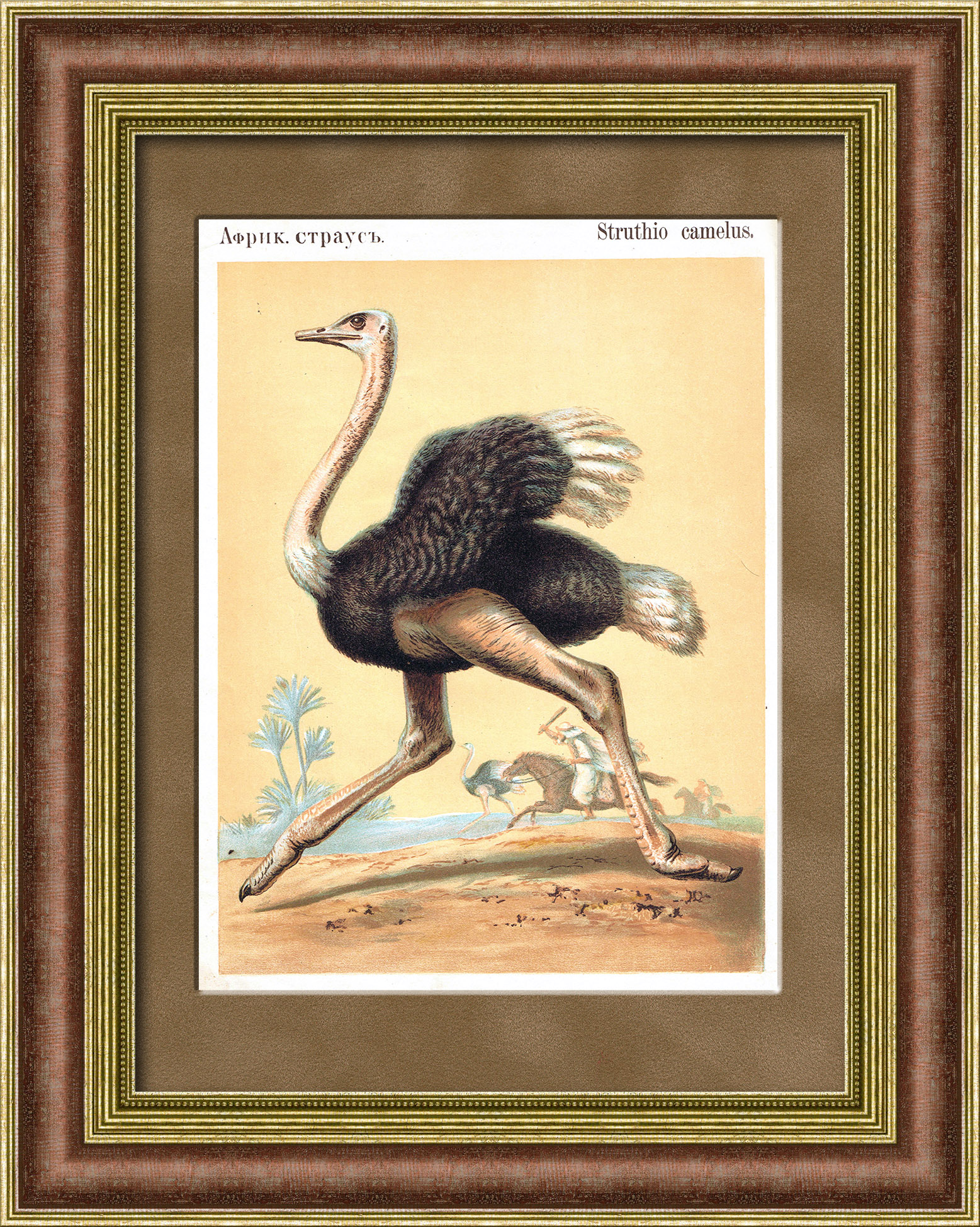 Африканский страус, хромолитография в раме Африканский страус, хромолитография в раме