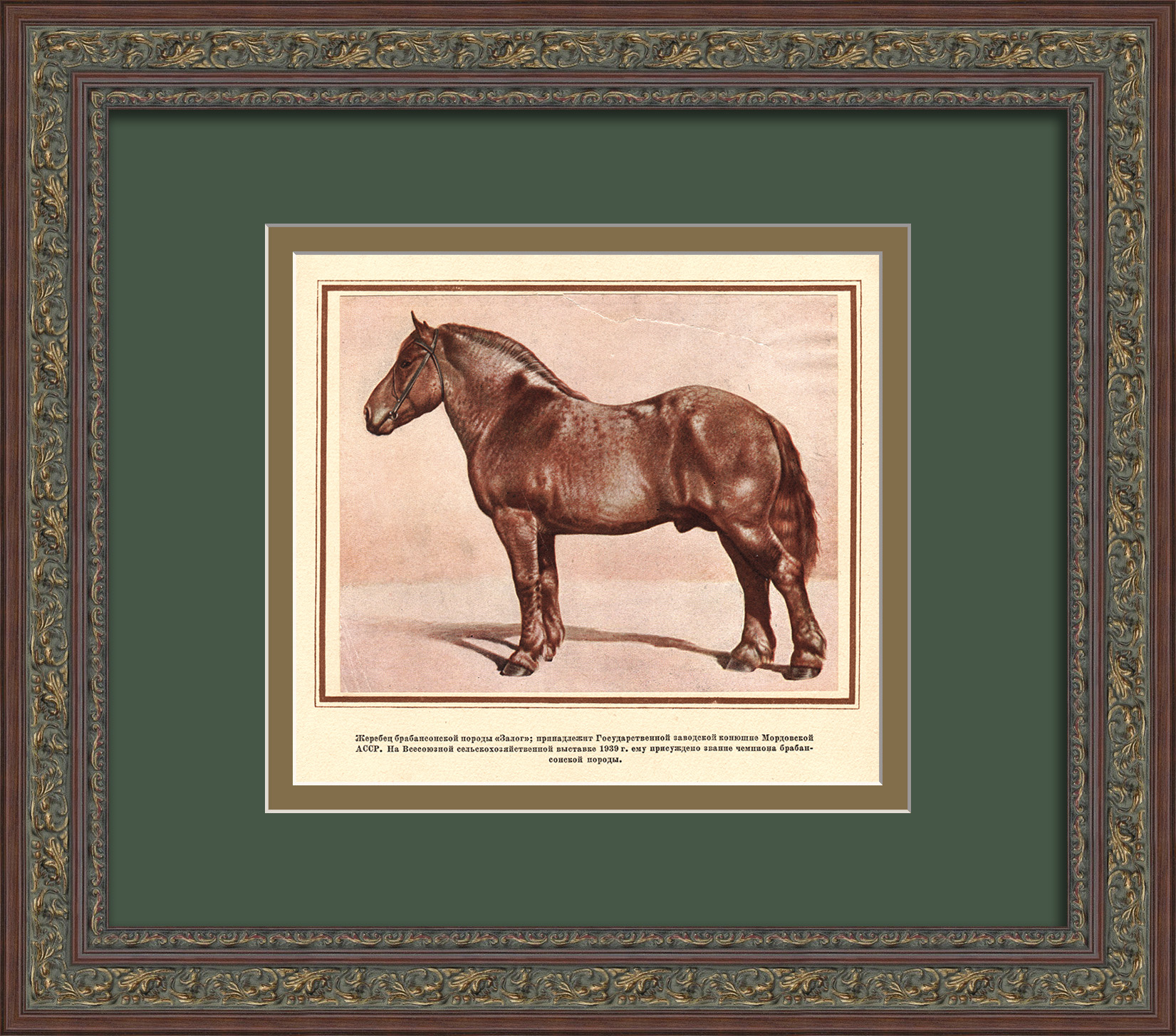 Жеребец брабансонской породы - чемпион Всесоюзной сельскохозяйственной выставки 1939 года. Старинная тиражная графика Жеребец брабансонской породы - чемпион Всесоюзной сельскохозяйственной выставки 1939 года. Старинная тиражная графика
