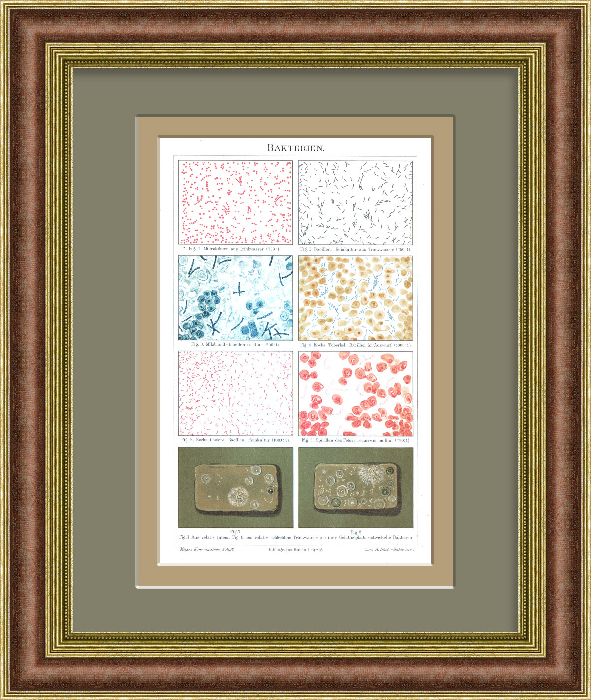 Бактерии и бациллы под микроскопом. Хромолитография в раме Бактерии и бациллы под микроскопом. Хромолитография в раме