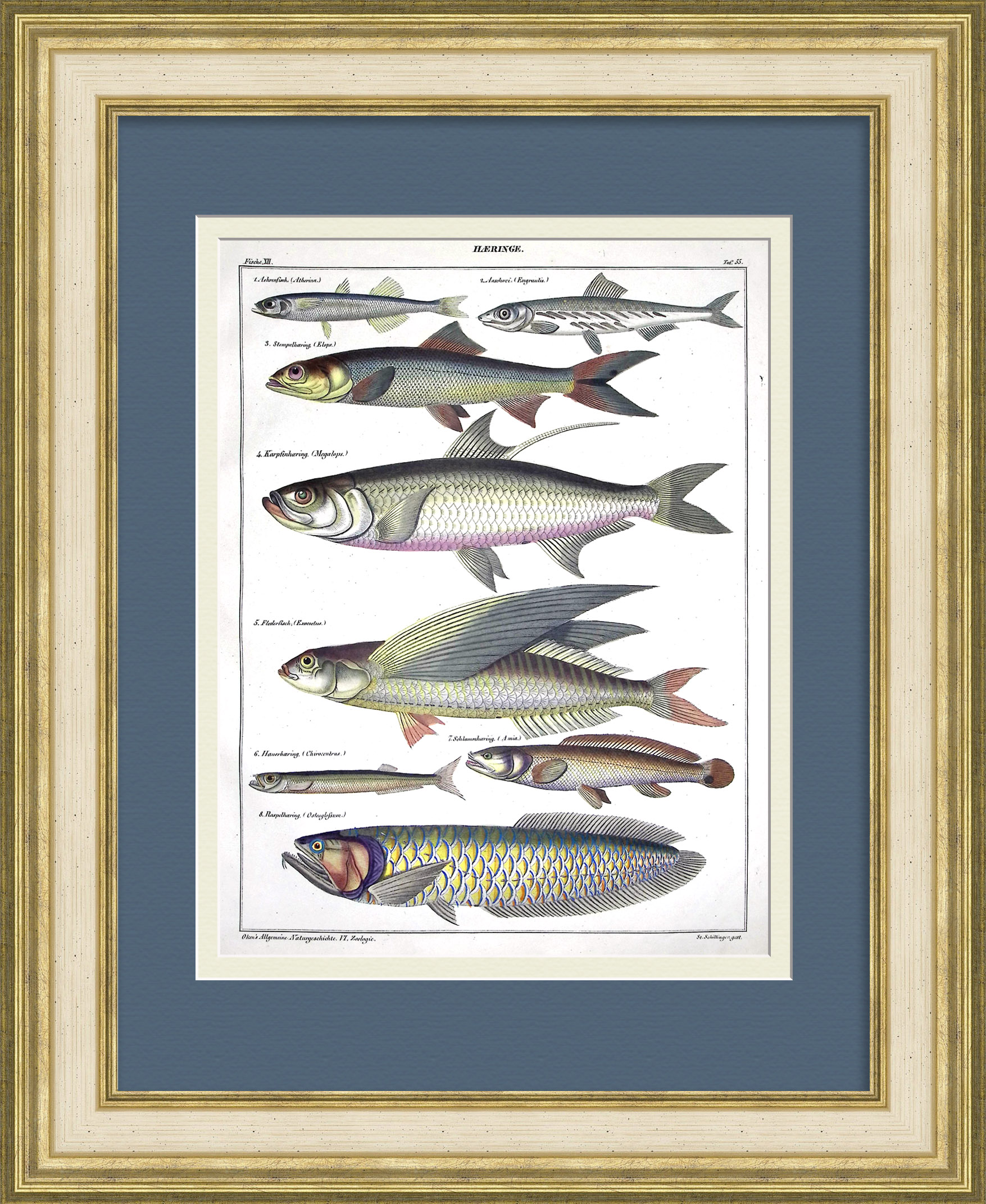 Сельди: анчоус, атерина, элопс, дораб, араван. Уникальная гравюра 19 века Сельди: анчоус, атерина, элопс, дораб, араван. Уникальная гравюра 19 века