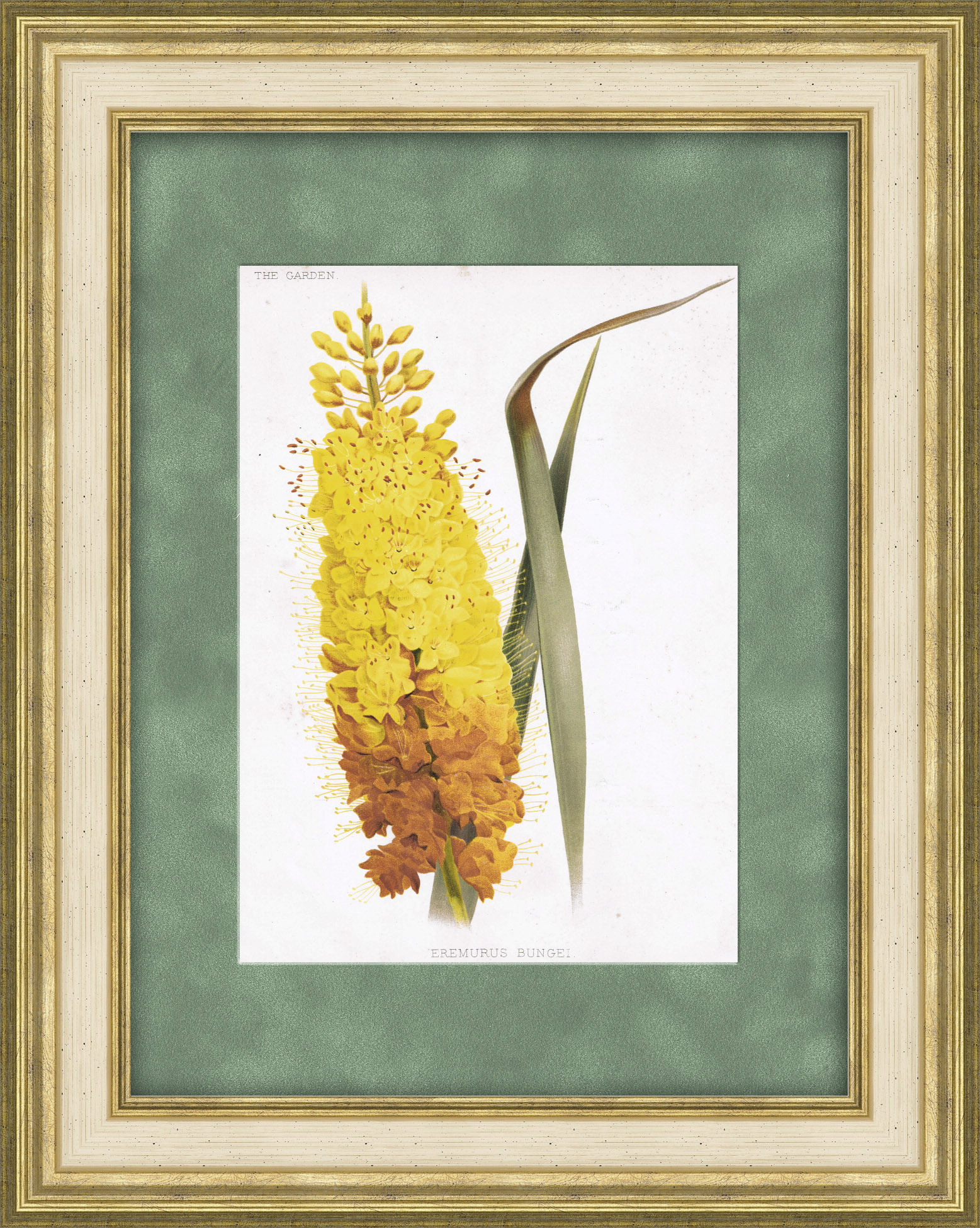 Эремурус Бунге (узколистный). Антикварная хромолитография Эремурус Бунге (узколистный). Антикварная хромолитография