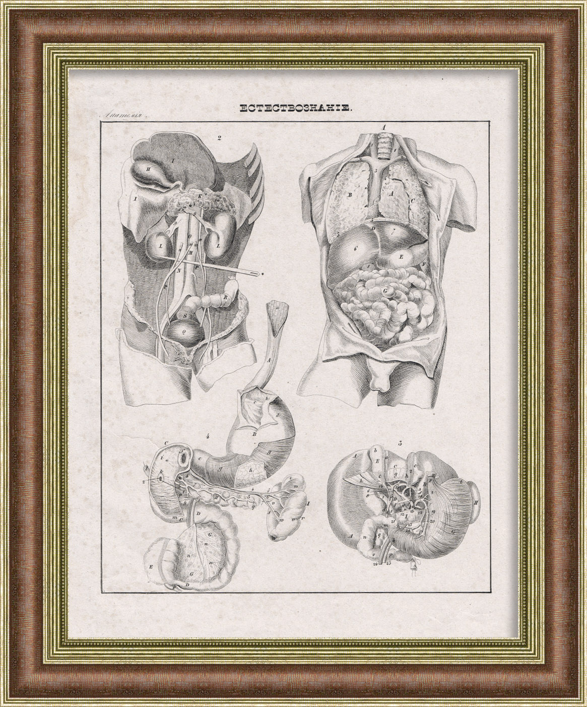 Анатомия человека: внутренние органы. Антикварная литография Анатомия человека: внутренние органы. Антикварная литография
