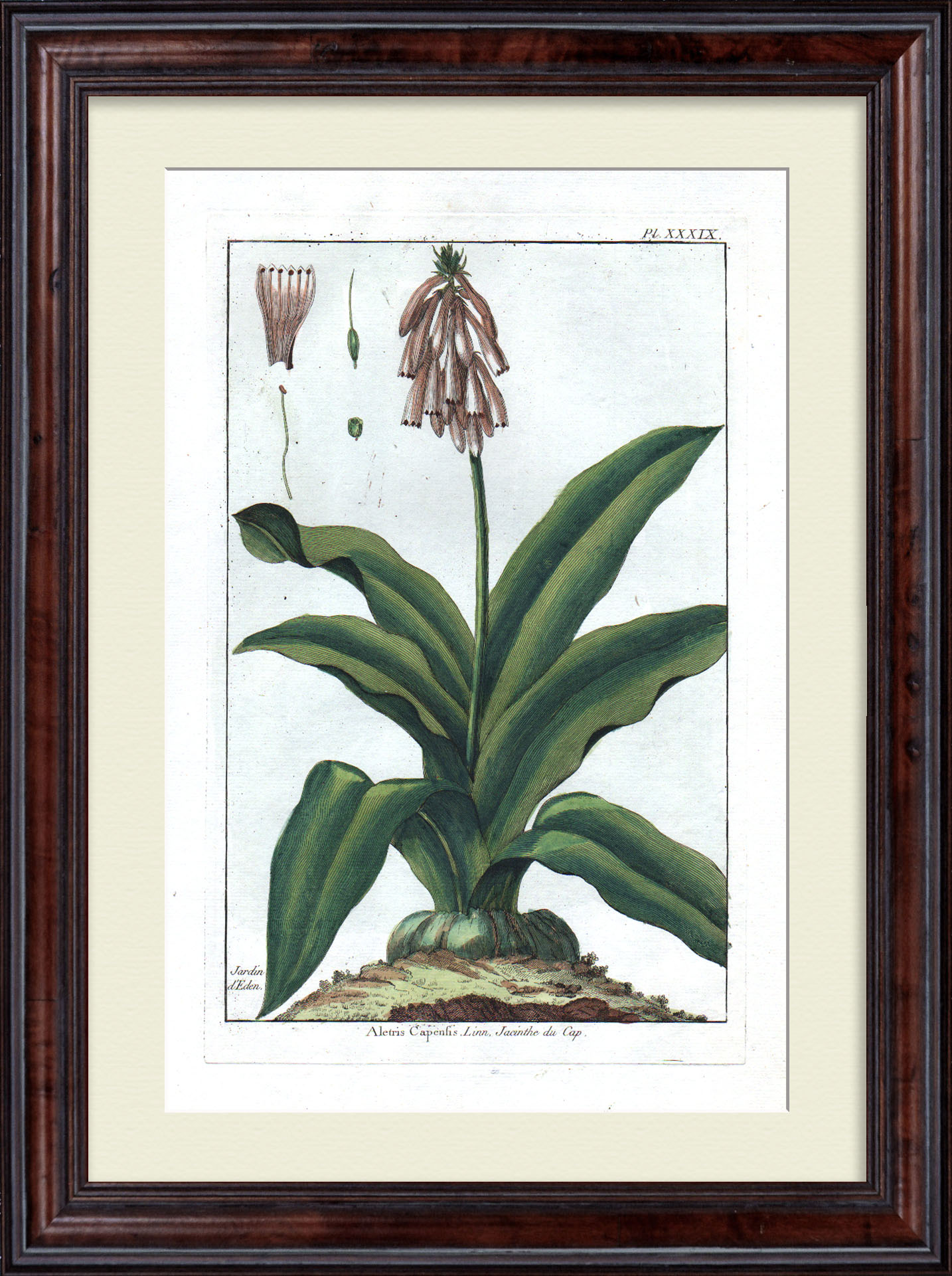 Капский гиацинт. Большая, редкая гравюра 18 века Капский гиацинт. Большая, редкая гравюра 18 века