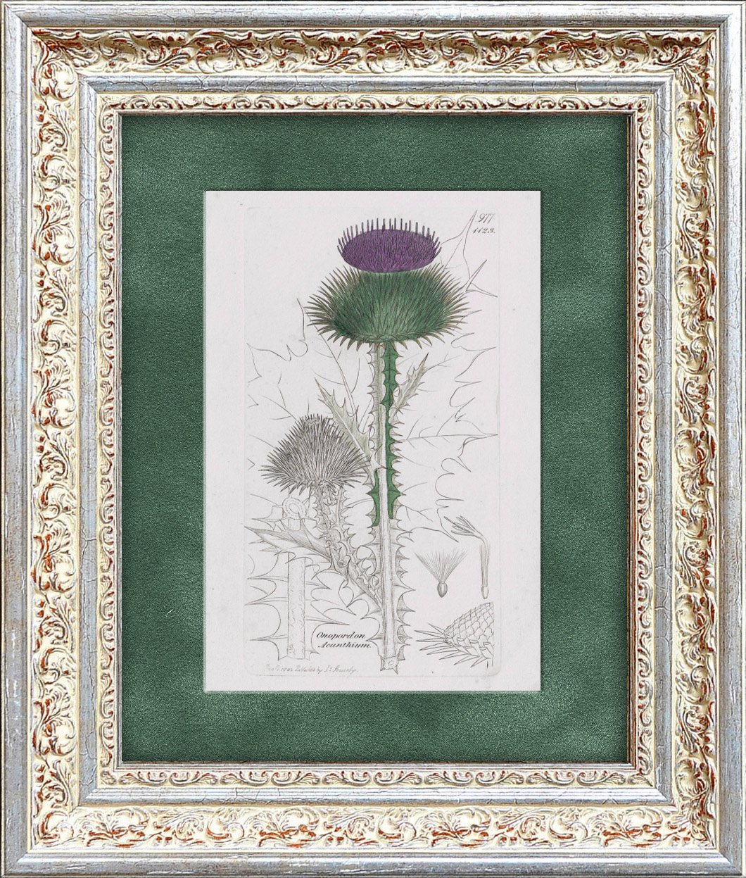 Татарник колючий, старинная гравюра 1802 года Татарник колючий, старинная гравюра 1802 года