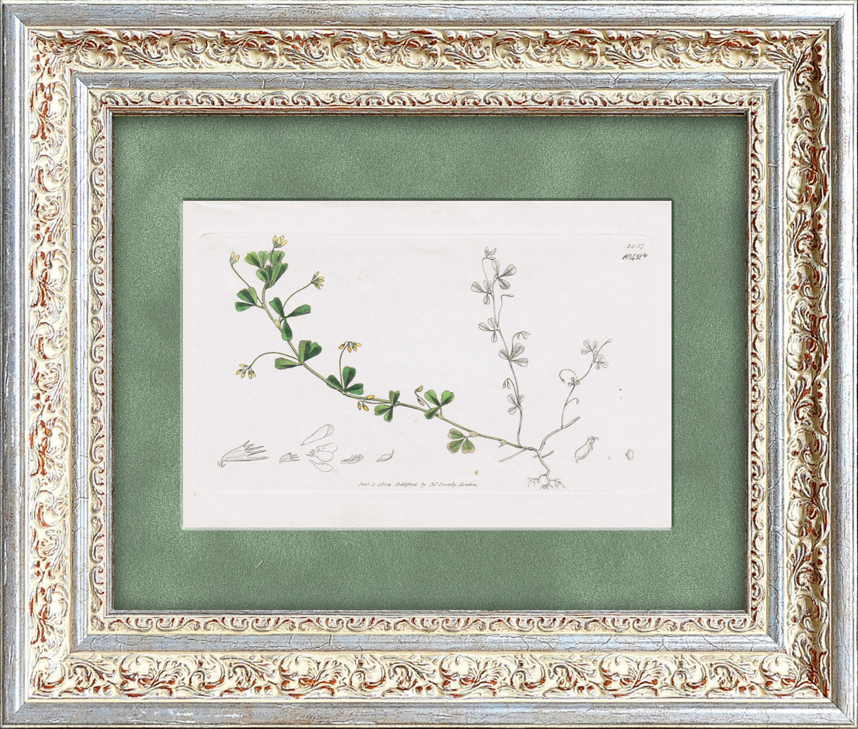 Семена и плоды полевого клевера. Старинная гравюра с акварельной раскраской Семена и плоды полевого клевера. Старинная гравюра с акварельной раскраской