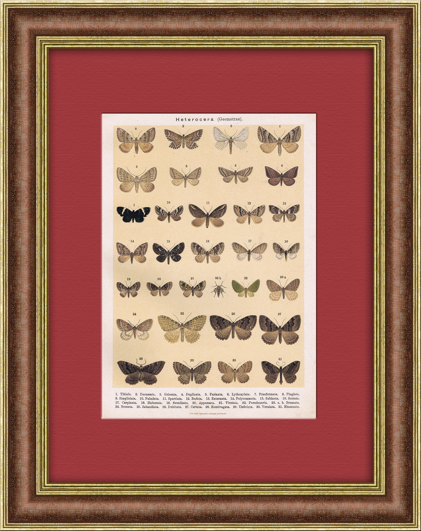 Виды бабочек и мотыльков. Антикварная хромолитография Виды бабочек и мотыльков. Антикварная хромолитография