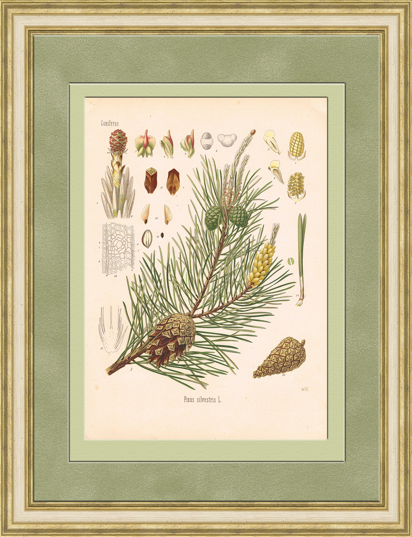 Хвойные: сосна обыкновенная. Старинная хромолитография Хвойные: сосна обыкновенная. Старинная хромолитография