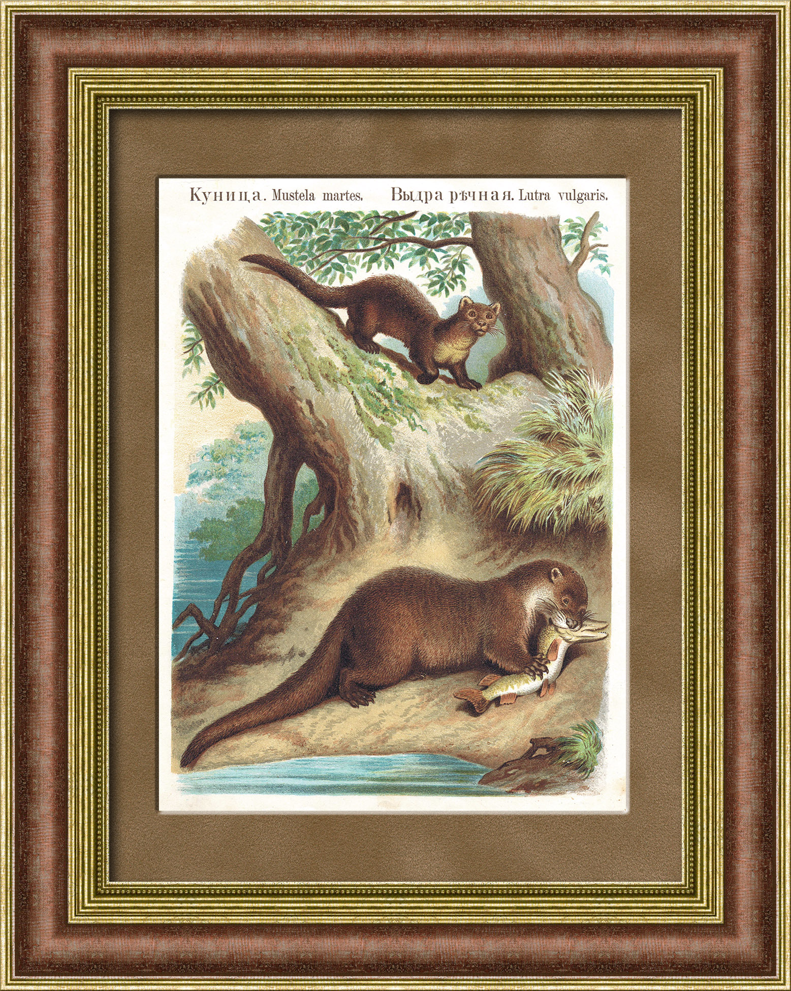 Куница и выдра, хромолитография 1889 года в раме Куница и выдра, хромолитография 1889 года в раме