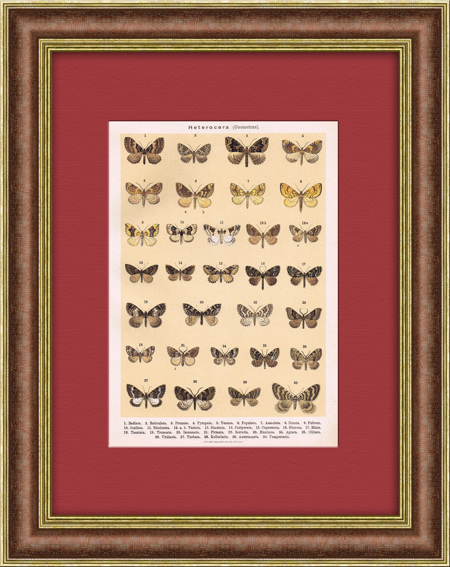 Виды мотыльков и бабочек, литография в раме Виды мотыльков и бабочек, литография в раме
