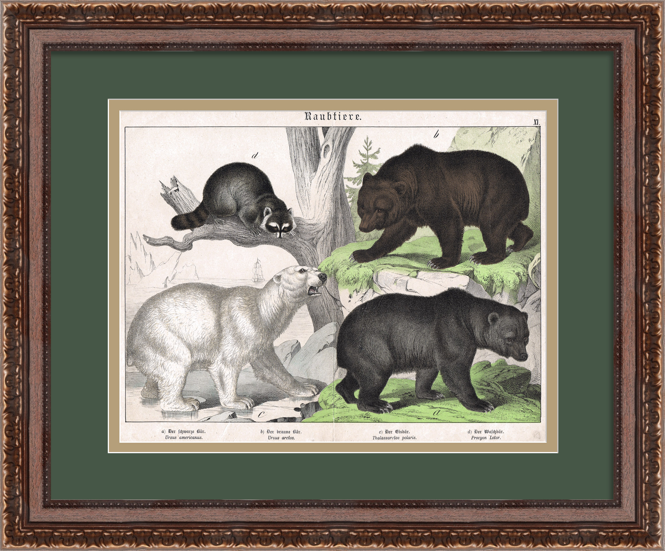 Разновидности медведей, редкая старинная гравюра Разновидности медведей, редкая старинная гравюра