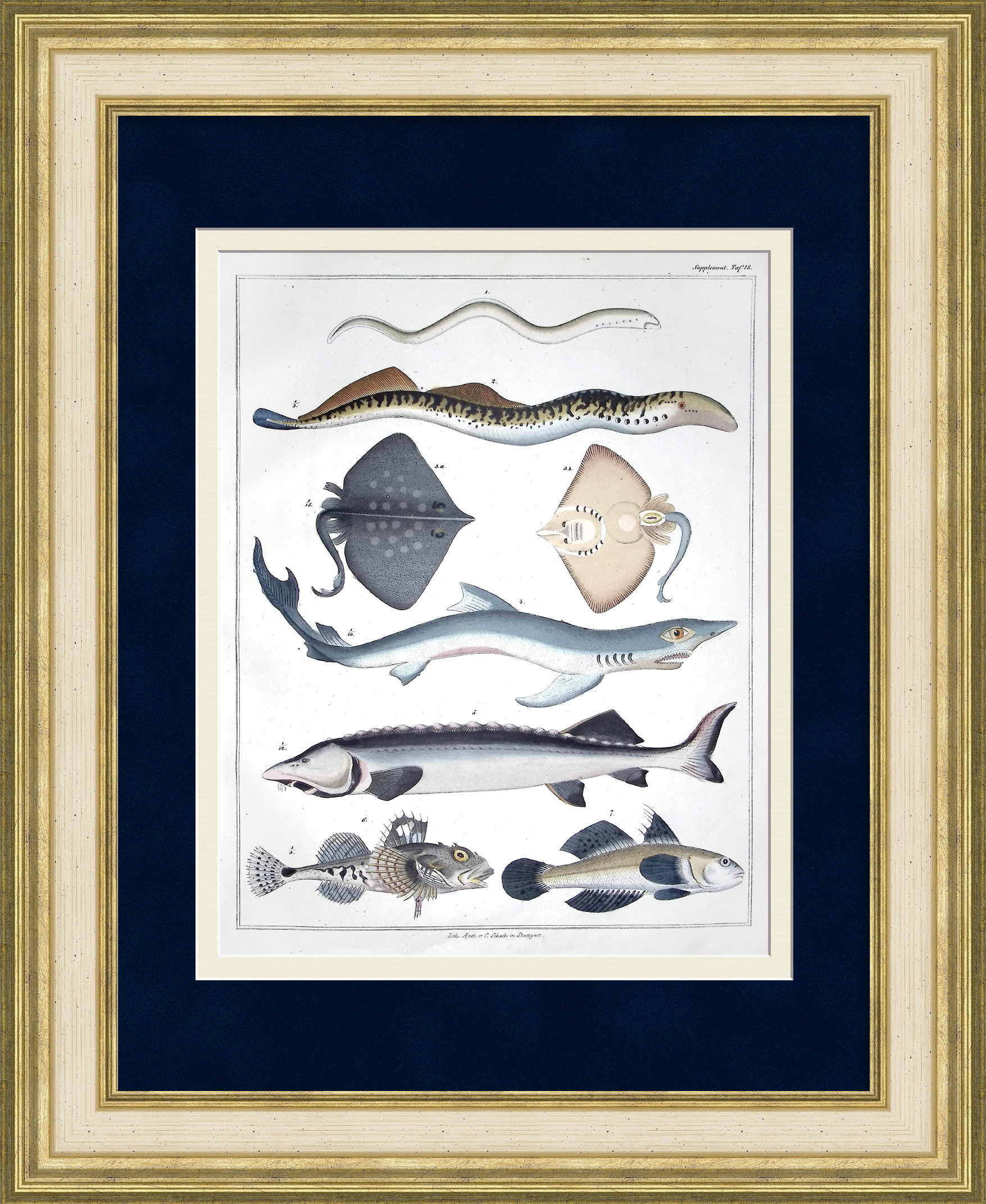 Морские рыбы: минога, белуга, синяя акула, морской скорпион. Редкая, старинная гравюра Морские рыбы: минога, белуга, синяя акула, морской скорпион. Редкая, старинная гравюра