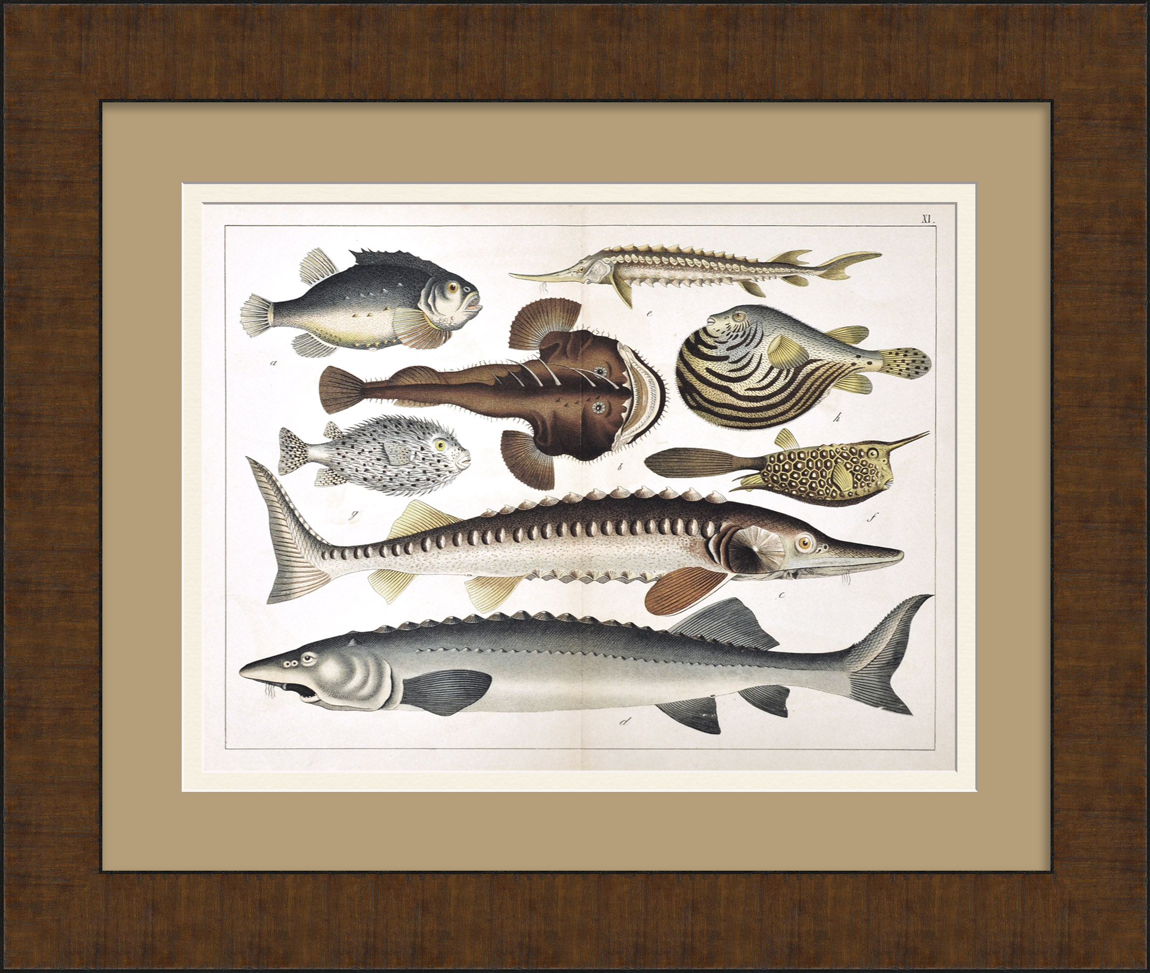 Белуга, стерлядь, осётр, фугу. Редкая гравюра 19 века Белуга, стерлядь, осётр, фугу. Редкая гравюра 19 века