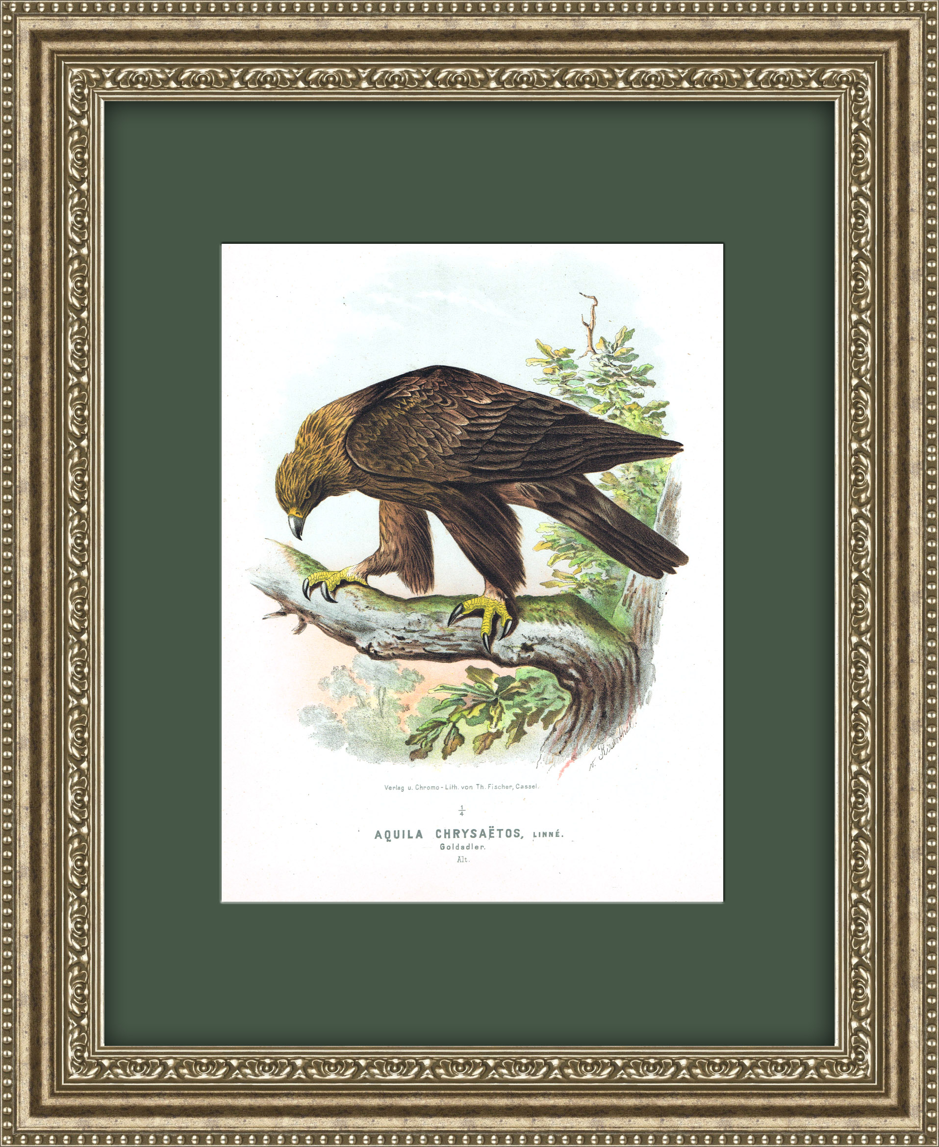 Беркут, красивая старинная хромолитография Беркут, красивая старинная хромолитография