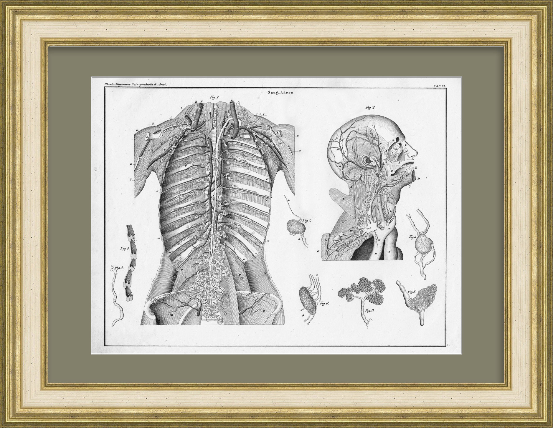 Лимфатические сосуды. Старинная гравюра в раме