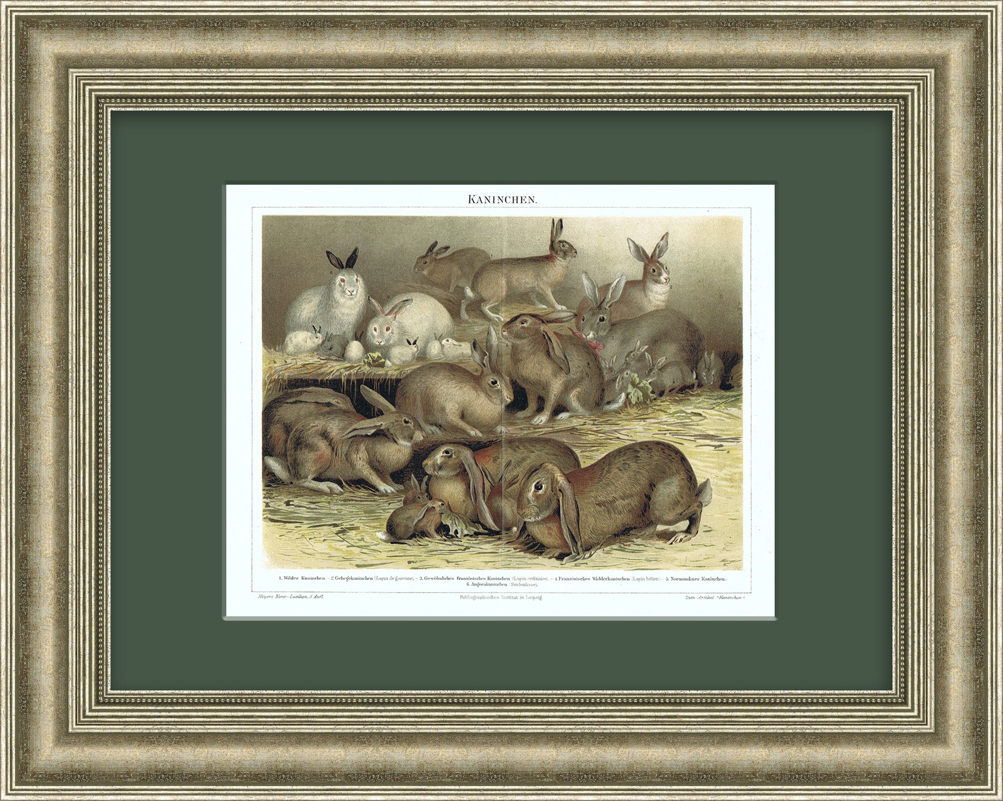 "Породы кроликов", антикварная литография в раме "Породы кроликов", антикварная литография в раме