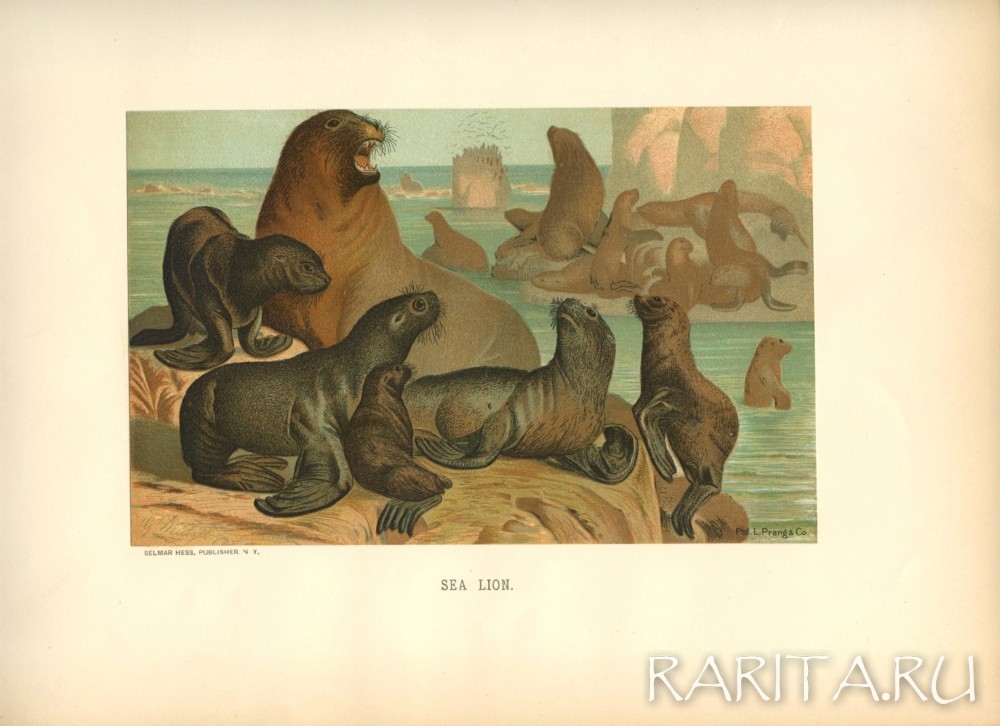 Морские львы, хромолитография Морские львы, хромолитография