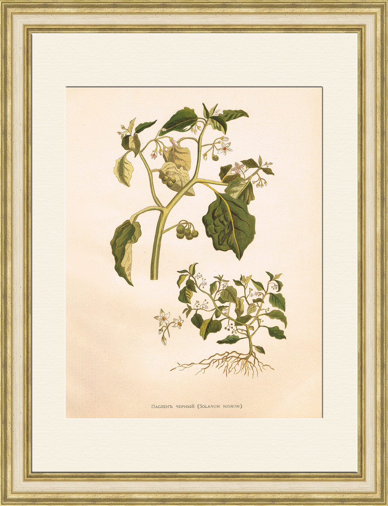 Паслен черный, старинная цветная литография Паслен черный, старинная цветная литография