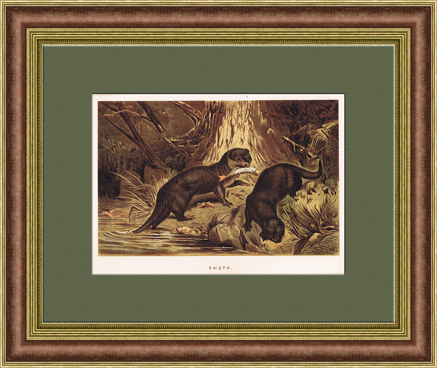 Выдры на охоте, хромолитография конца 19 века Выдры на охоте, хромолитография конца 19 века