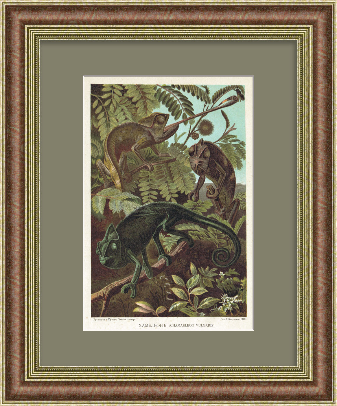 Хамелеон. Старинная хромолитография начала 20 века Хамелеон. Старинная хромолитография начала 20 века