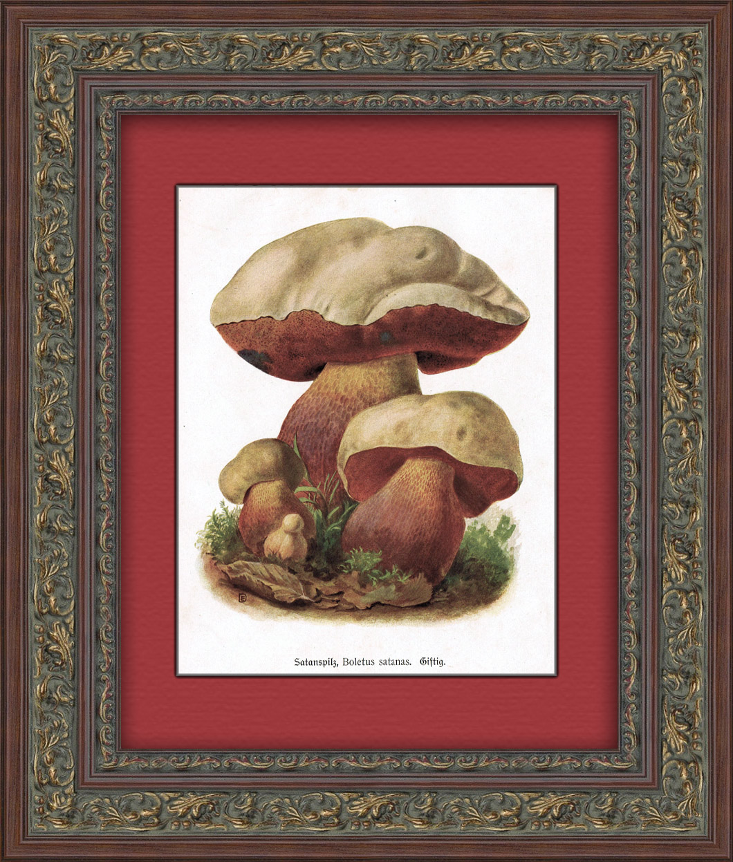 Сатанинский гриб. Антикварная графика Сатанинский гриб. Антикварная графика