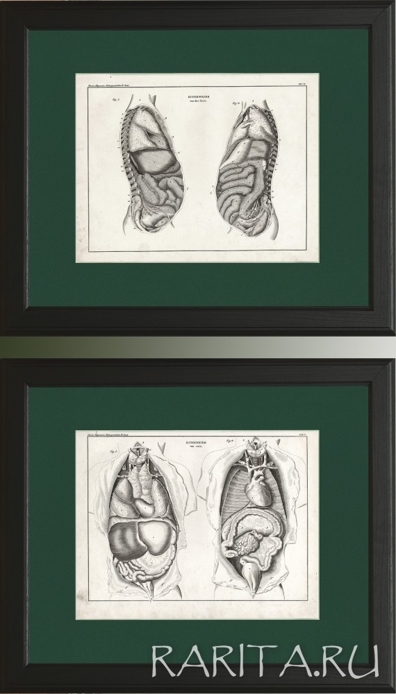 Анатомия человека: внутренние органы, вид спереди и вид сбоку", антикварные гравюры 1843 года Анатомия человека: внутренние органы, вид спереди и вид сбоку", антикварные гравюры 1843 года