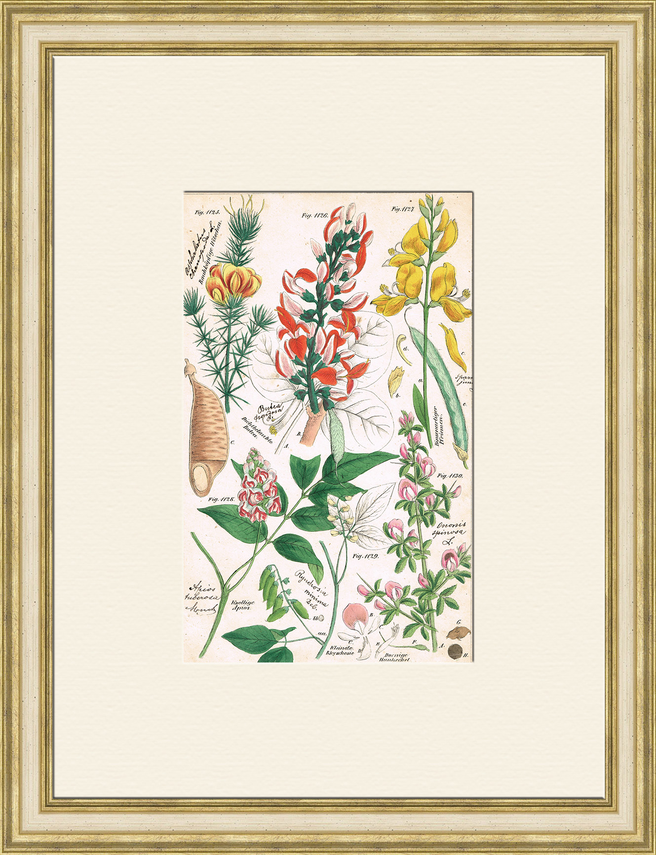 Цветы дикорастущих кустарников, старинная гравюра с ручной раскраской Цветы дикорастущих кустарников, старинная гравюра с ручной раскраской