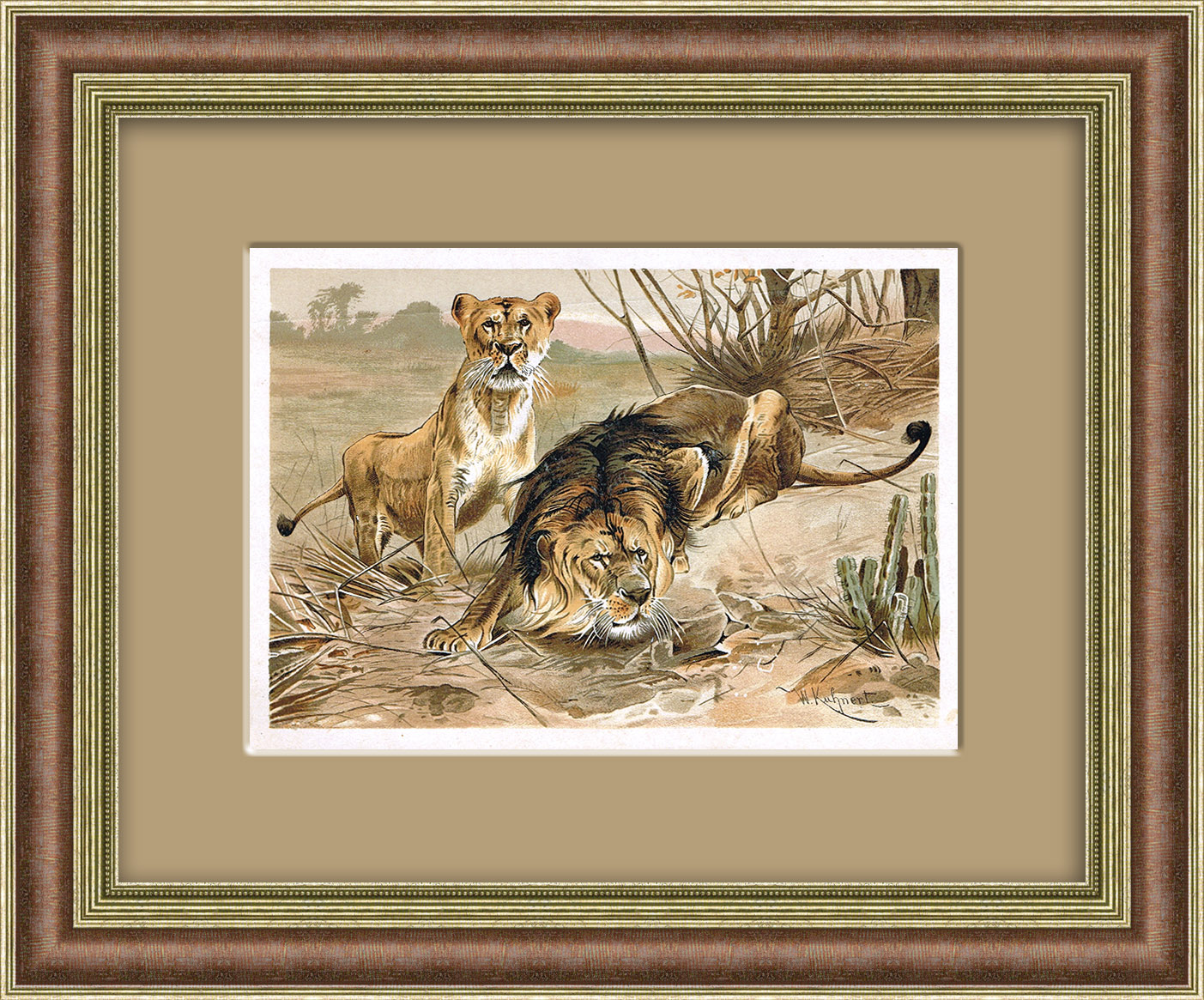 Лев и львица, хромолитография в раме Лев и львица, хромолитография в раме