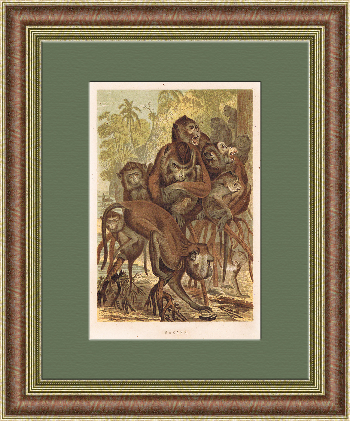 Макаки. Антикварная хромолитография в раме Макаки. Антикварная хромолитография в раме