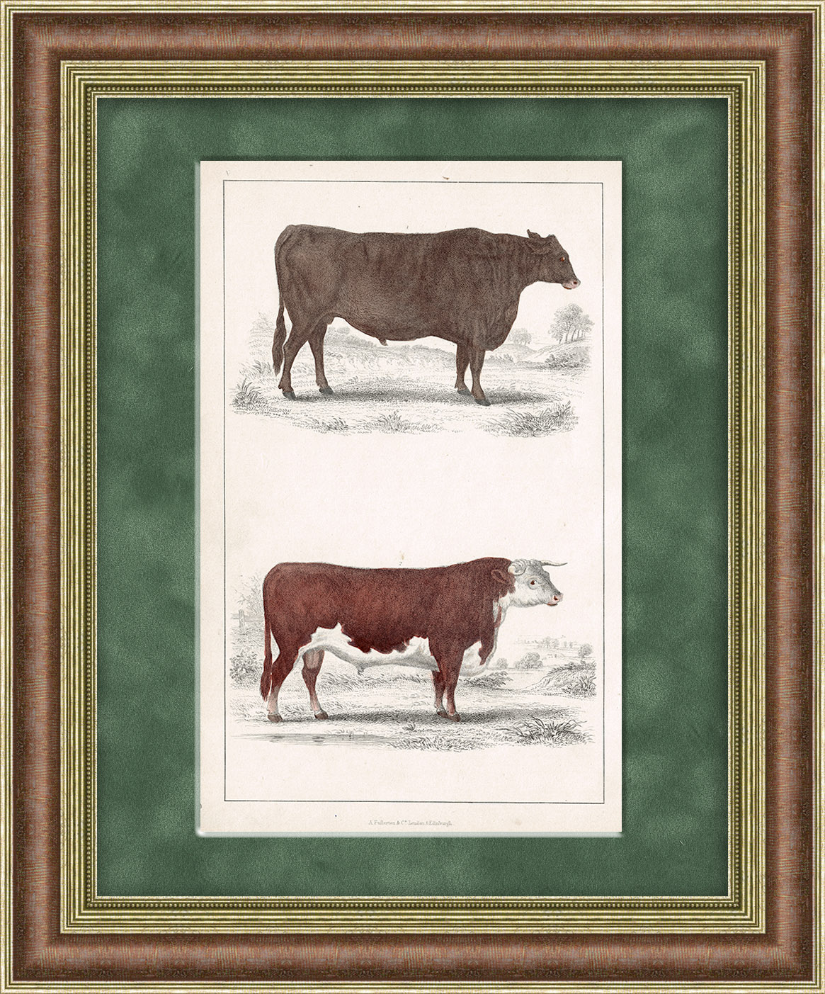 Породы быков. Символ 2021 года на антикварной литографии Породы быков. Символ 2021 года на антикварной литографии