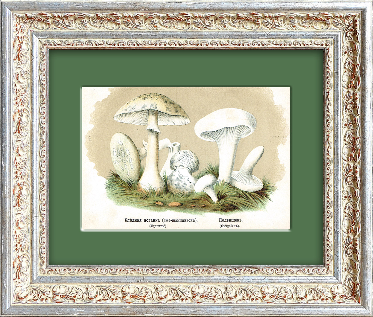 Подвишенник и бледная поганка. Антикварная хромолитография, 1888 год Подвишенник и бледная поганка. Антикварная хромолитография, 1888 год