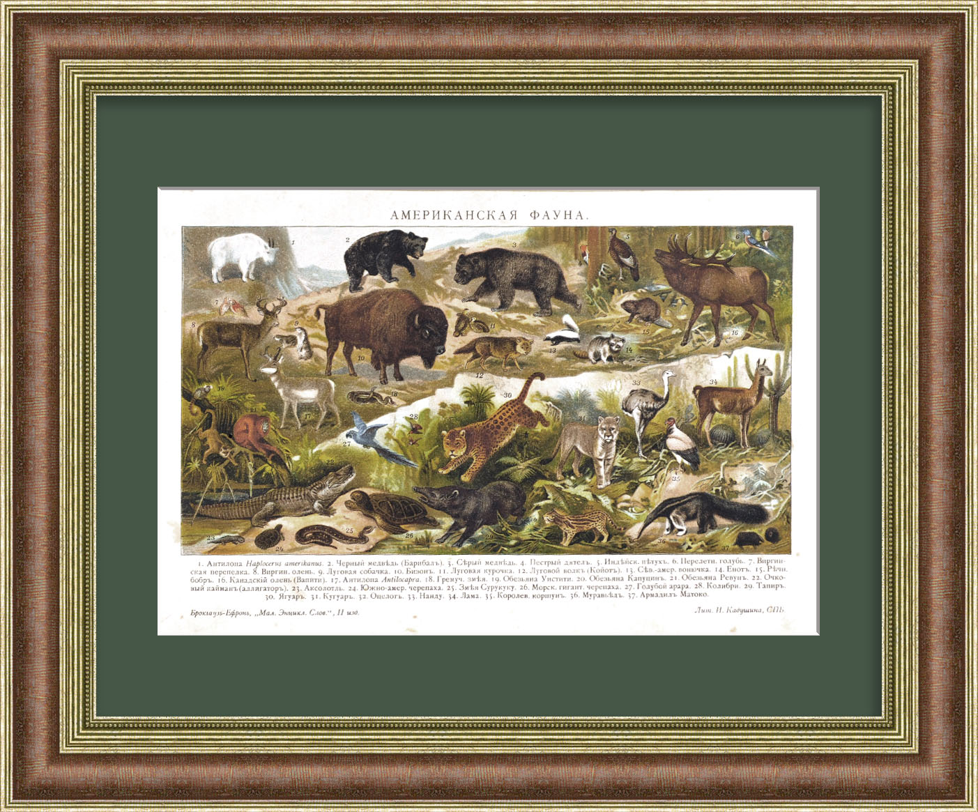 Фауна Америки. Старинная хромолитография Фауна Америки. Старинная хромолитография