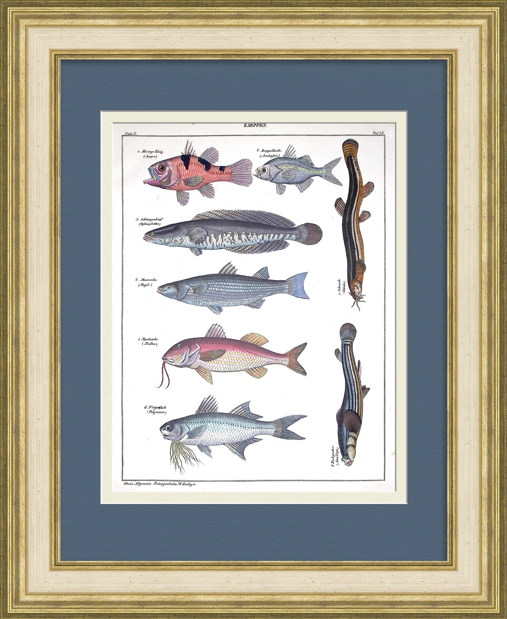 Семейство Карповые: барабулька, щиповка, лобан. Редкая гравюра 19 века Семейство Карповые: барабулька, щиповка, лобан. Редкая гравюра 19 века