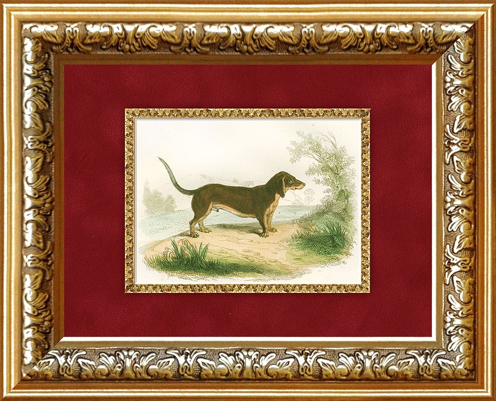 Такса. Антикварная гравюра с ручной раскраской. Середина 19 в. Такса. Антикварная гравюра с ручной раскраской. Середина 19 в.