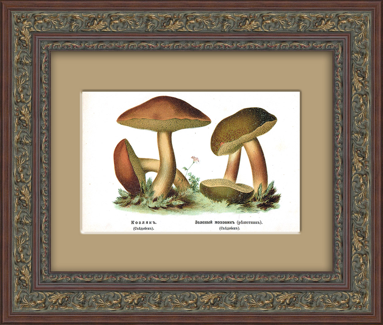 Козляк и зеленый моховик. Старинная хромолитография Козляк и зеленый моховик. Старинная хромолитография