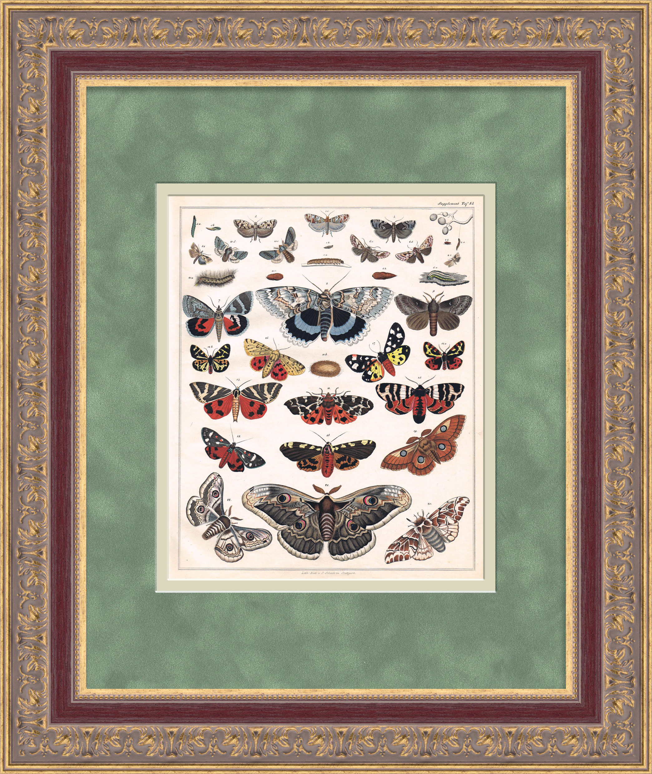 Бабочки и мотыльки. Гравюра с ручной раскраской, большая рама Бабочки и мотыльки. Гравюра с ручной раскраской, большая рама