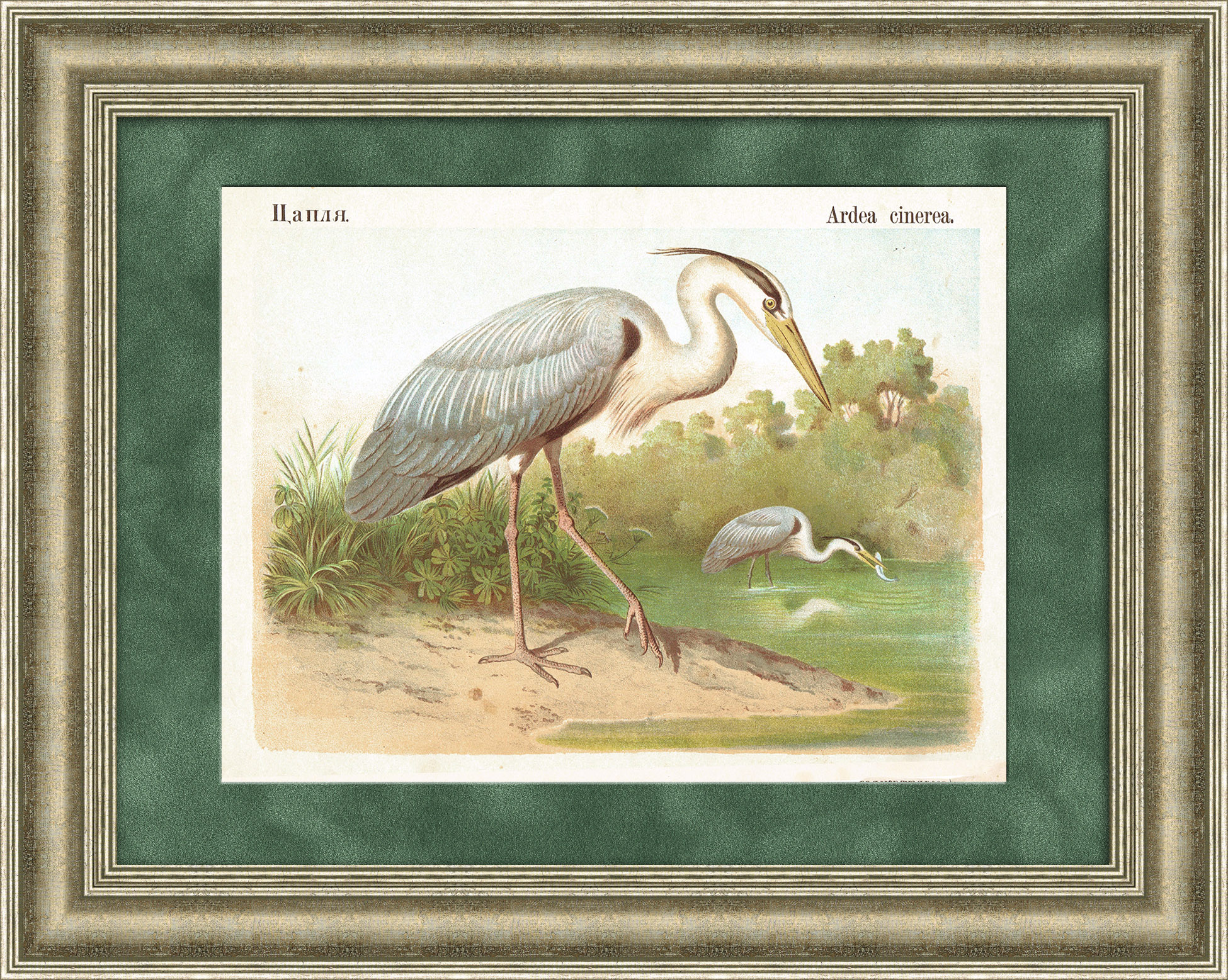 Цапля. Хромолитография в раме, 19 век Цапля. Хромолитография в раме, 19 век
